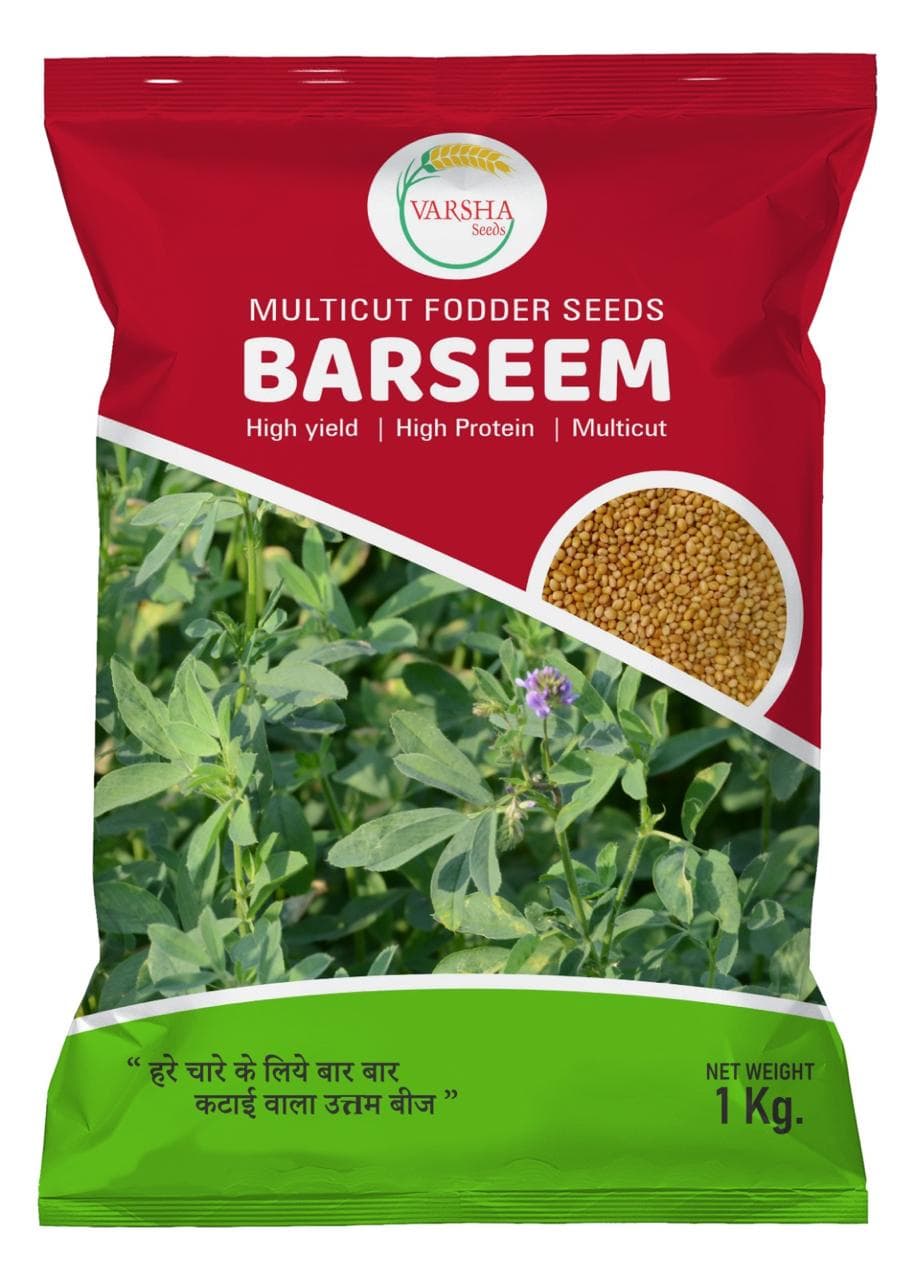 Barseem (Multicut Fodder Seeds)