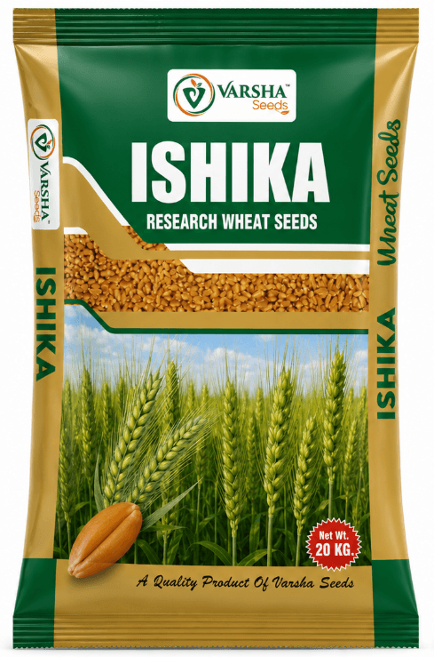 Wheat (Food Grain Seeds)