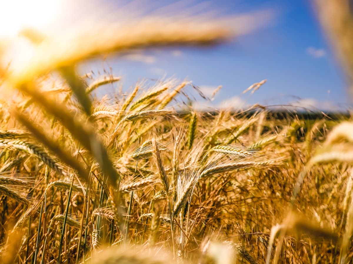 Agricultural field